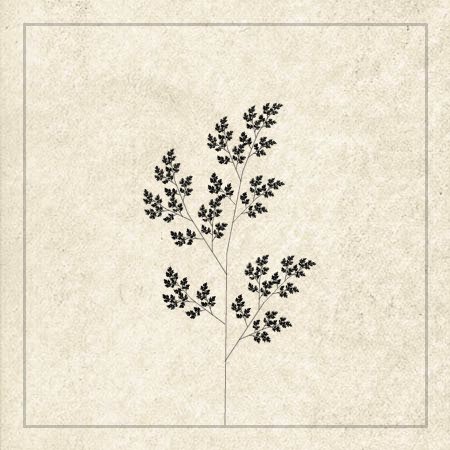 tree3_crop.jpg
